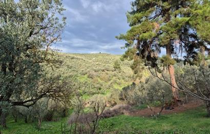 C21 Cius; Umurbey'de Ulaşım Sorunu Olmayan Zeytinlik.