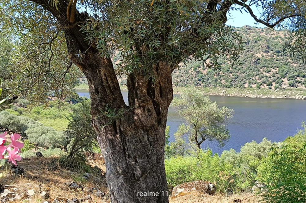 AYDIN KARPUZLU CUMALAR'DA 3 DÖNÜM ZEYTİNLİK