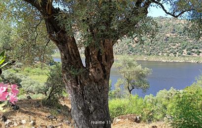 AYDIN KARPUZLU CUMALAR'DA 3 DÖNÜM ZEYTİNLİK