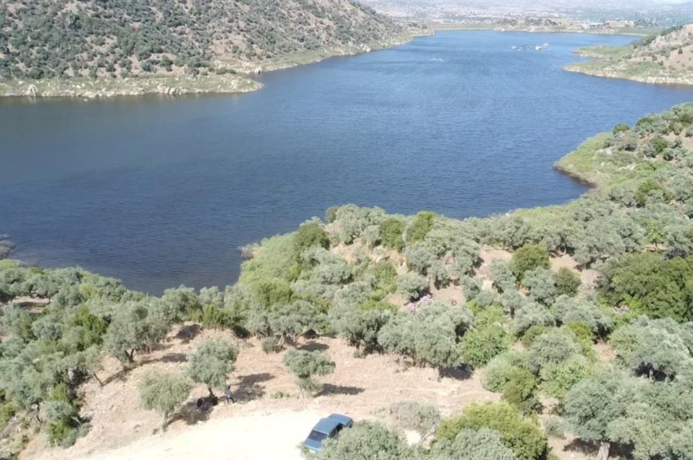 AYDIN KARPUZLU CUMALAR'DA 3 DÖNÜM ZEYTİNLİK