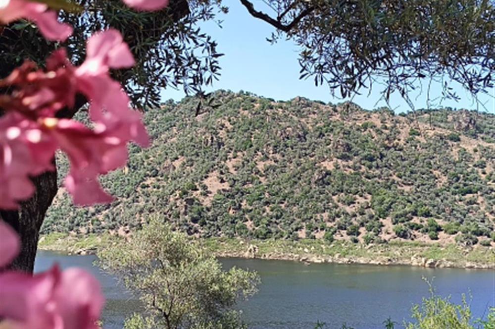 AYDIN KARPUZLU CUMALAR'DA 3 DÖNÜM ZEYTİNLİK