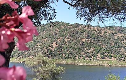 AYDIN KARPUZLU CUMALAR'DA 3 DÖNÜM ZEYTİNLİK