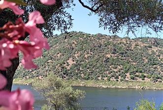 AYDIN KARPUZLU CUMALAR'DA 3 DÖNÜM ZEYTİNLİK - 4 - 31134