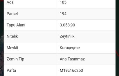 AYDIN KARPUZLU CUMALAR'DA 3 DÖNÜM ZEYTİNLİK