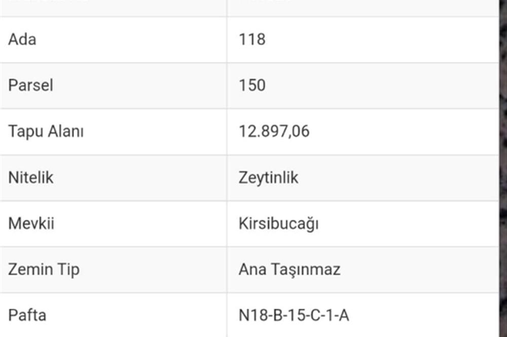MUĞLA MİLAS KAZIKLI 13 DÖNÜM ZEYTİNLİK