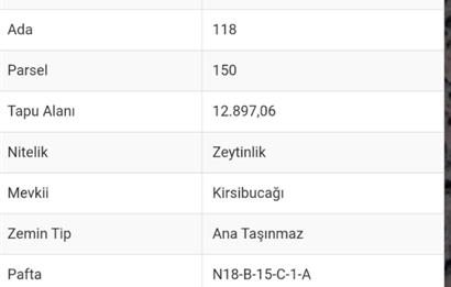 MUĞLA MİLAS KAZIKLI 13 DÖNÜM ZEYTİNLİK