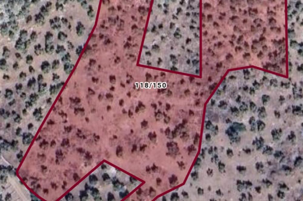 MUĞLA MİLAS KAZIKLI 13 DÖNÜM ZEYTİNLİK