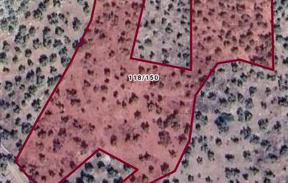 MUĞLA MİLAS KAZIKLI 13 DÖNÜM ZEYTİNLİK