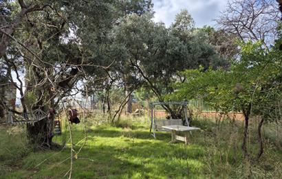 C21 Cius; Denize Kenarı 580 m2 Bahçe İçerisinde Müstakil Ev-Kapaklı