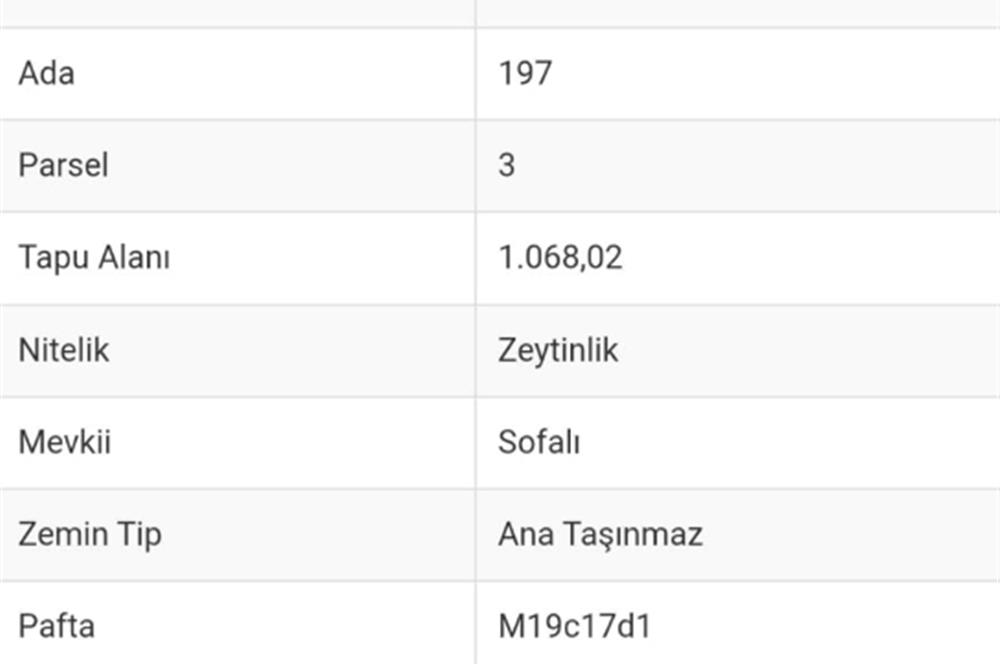 AYDIN KARPUZLU ŞENKÖY'DE YOLA CEPHELİ ZEYTİNLİK