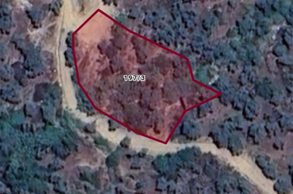 AYDIN KARPUZLU ŞENKÖY'DE YOLA CEPHELİ ZEYTİNLİK