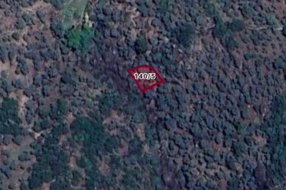 AYDIN KARPUZLU CUMALAR'DA SATILIK ZEYTİNLİK