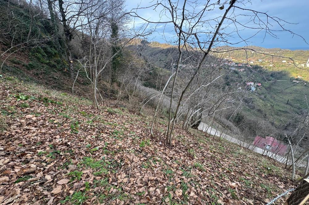 CENTURY21'DEN PERŞEMBE TARLACIK MAH.DENİZ MANZARALI PARSELLER