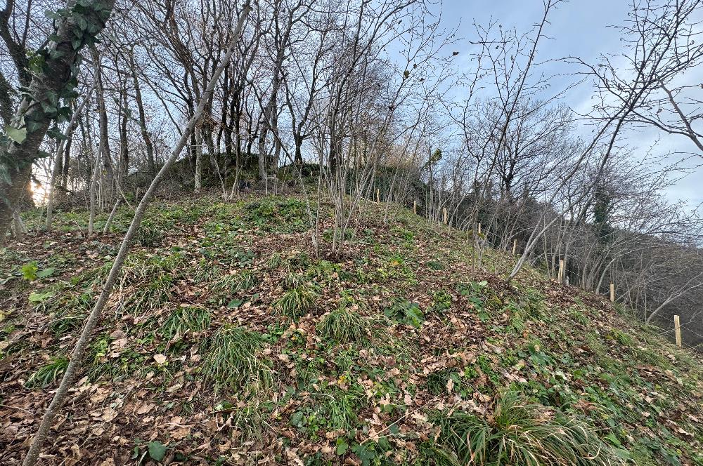 CENTURY21'DEN PERŞEMBE TARLACIK MAH.DENİZ MANZARALI PARSELLER