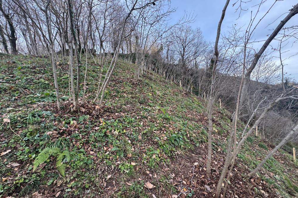 CENTURY21'DEN PERŞEMBE TARLACIK MAH.DENİZ MANZARALI PARSELLER