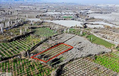 C21 Net'ten Honaz'da 3205M2 Satılık Cennet Elması Bahçesi