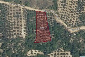 GEMLIK'DE SATILIK ZEYTINLIK YATIRIMLIK - 1 - 31357