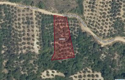 GEMLIK'DE SATILIK ZEYTINLIK YATIRIMLIK