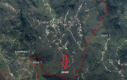 CENTURY21'DEN GÜLYALI TAŞLIÇAY'DA FINDIK BAHÇESİ