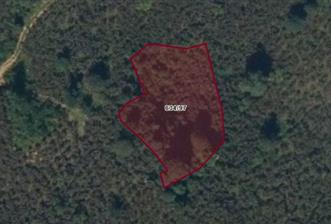 CENTURY21'DEN GÜLYALI TAŞLIÇAY'DA FINDIK BAHÇESİ - 2 - 31277