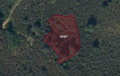 CENTURY21'DEN GÜLYALI TAŞLIÇAY'DA FINDIK BAHÇESİ