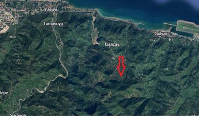 CENTURY21'DEN GÜLYALI TAŞLIÇAY'DA FINDIK BAHÇESİ