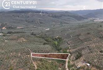 C21 Cius; Umurbey'de Hobi Bahçesi Yola İki Cepheli Zeytinlik - 7 - 31421