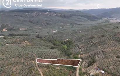 C21 Cius; Umurbey'de Hobi Bahçesi Yola İki Cepheli Zeytinlik