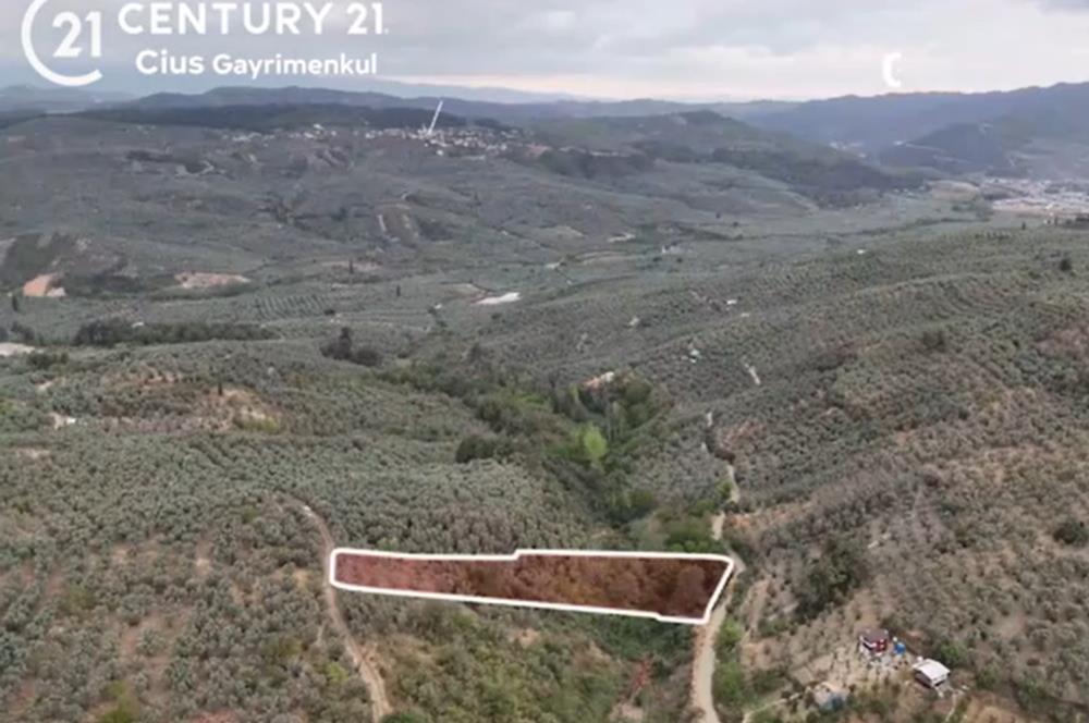 C21 Cius; Umurbey'de Hobi Bahçesi Yola İki Cepheli Zeytinlik