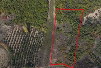 C21 Cius; Gemlik Katırlı'da Uludağ ve Deniz Manzaralı Tarla - 1 - 31417