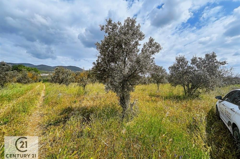 C21 Cius; Gedelek'te Ulaşımı Kolay Tarla Zeytinlik 5 dönüm