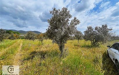 C21 Cius; Gedelek'te Ulaşımı Kolay Tarla Zeytinlik 5 dönüm