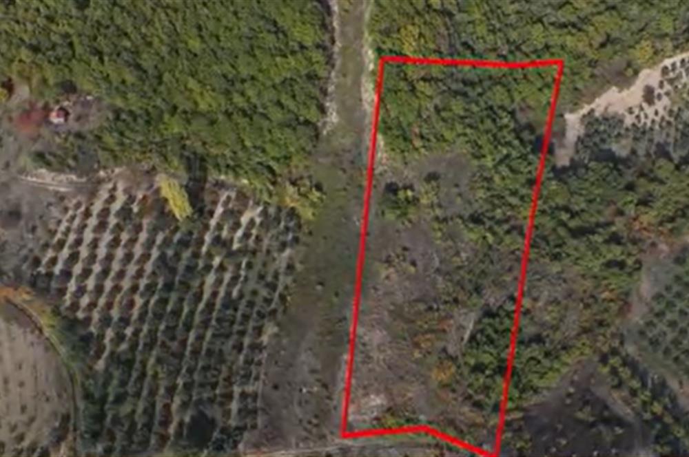 C21 Cius; Gemlik Katırlı'da Uludağ ve Deniz Manzaralı Tarla