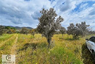 C21 Cius; Gedelek'te Ulaşımı Kolay Tarla Zeytinlik 5 dönüm - 6 - 31428