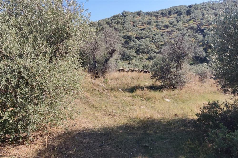 MUĞLA MİLAS BAFA'DA MANZARASI GÜZEL KÖYE YAKIN 10.252 M2 ZEYTİNLİK