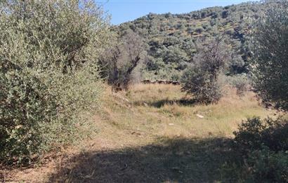 MUĞLA MİLAS BAFA'DA MANZARASI GÜZEL KÖYE YAKIN 10.252 M2 ZEYTİNLİK