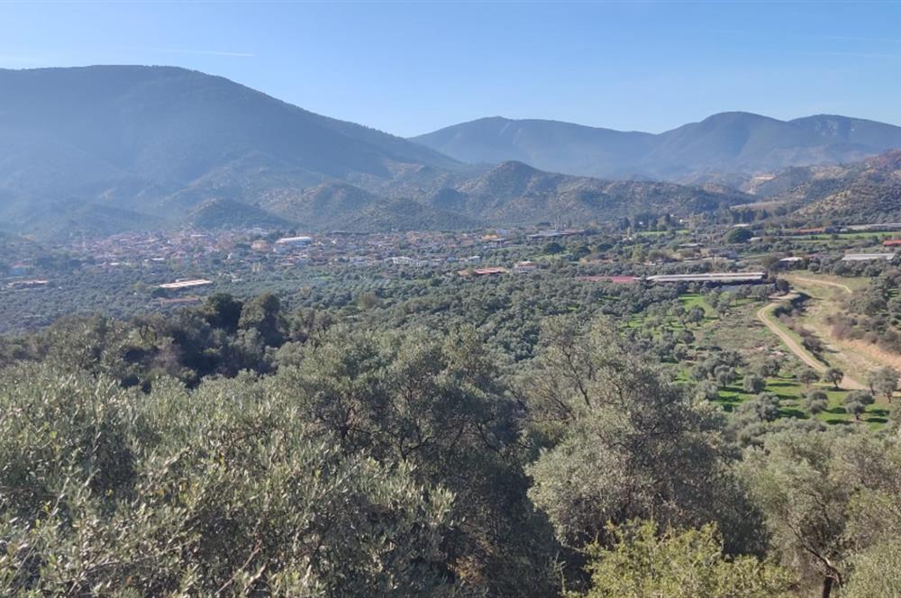 MUĞLA MİLAS BAFA'DA MANZARASI GÜZEL KÖYE YAKIN 10.252 M2 ZEYTİNLİK