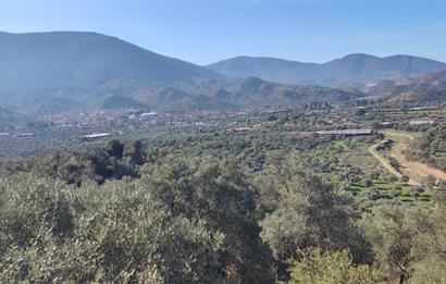 MUĞLA MİLAS BAFA'DA MANZARASI GÜZEL KÖYE YAKIN 10.252 M2 ZEYTİNLİK