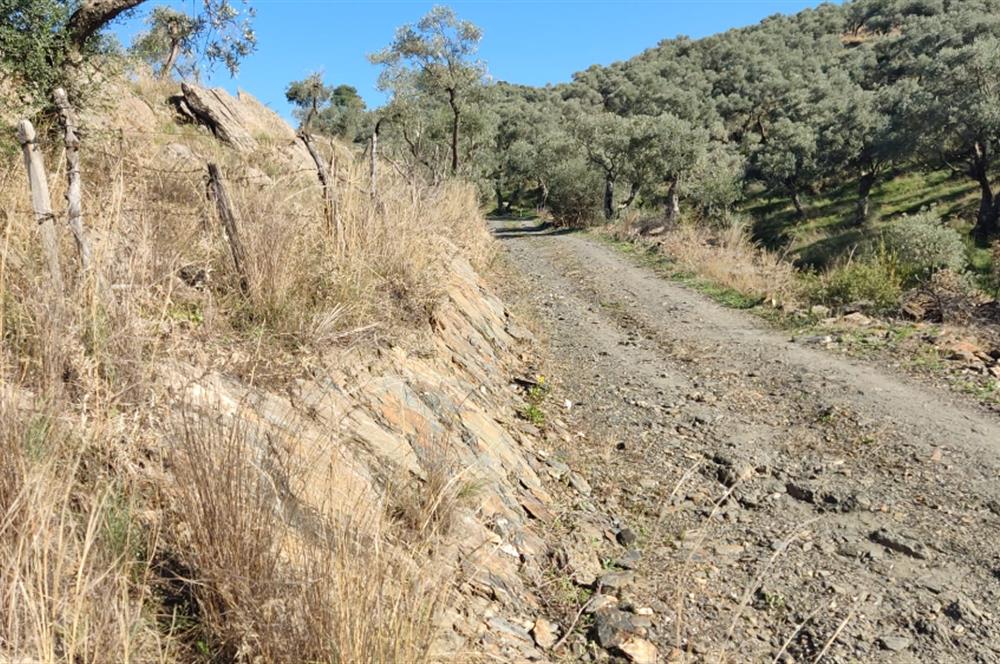 MUĞLA MİLAS BAFA'DA MANZARASI GÜZEL KÖYE YAKIN 10.252 M2 ZEYTİNLİK