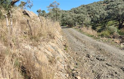 MUĞLA MİLAS BAFA'DA MANZARASI GÜZEL KÖYE YAKIN 10.252 M2 ZEYTİNLİK