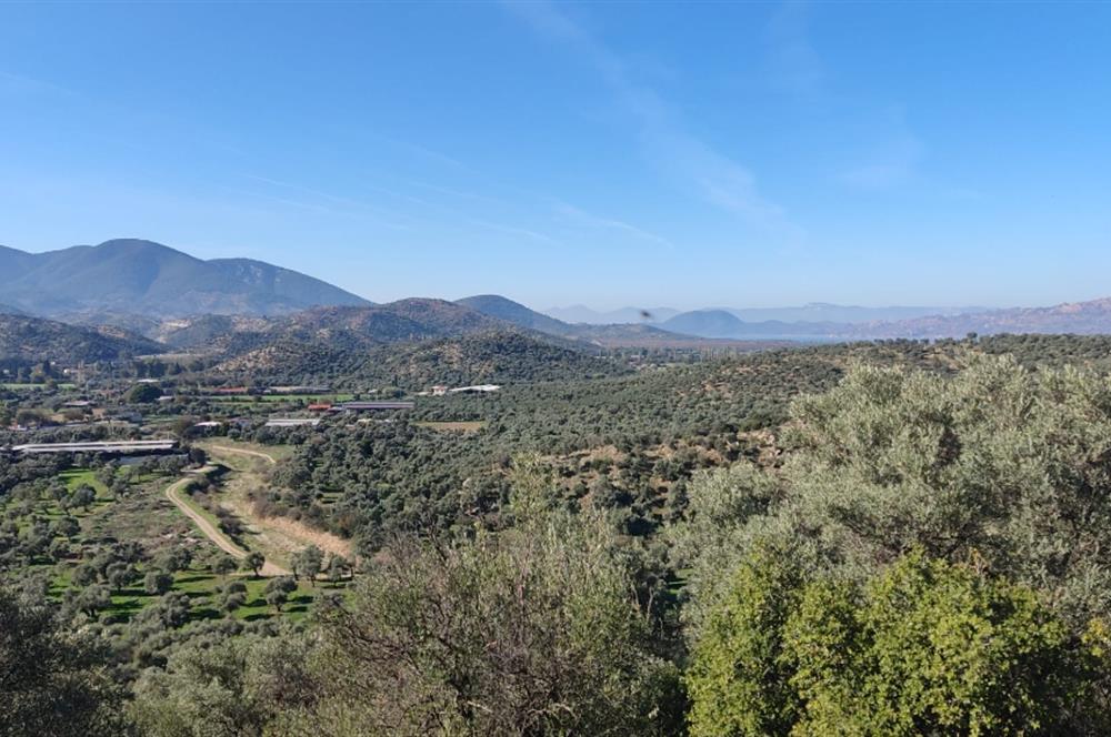 MUĞLA MİLAS BAFA'DA MANZARASI GÜZEL KÖYE YAKIN 10.252 M2 ZEYTİNLİK