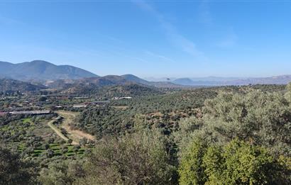 MUĞLA MİLAS BAFA'DA MANZARASI GÜZEL KÖYE YAKIN 10.252 M2 ZEYTİNLİK