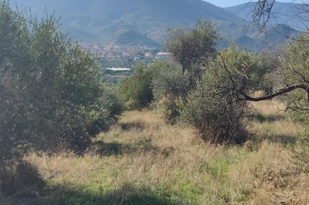 MUĞLA MİLAS BAFA'DA MANZARASI GÜZEL KÖYE YAKIN 10.252 M2 ZEYTİNLİK