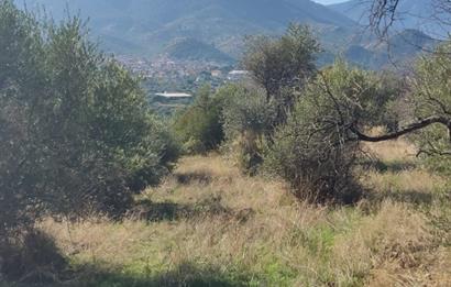 MUĞLA MİLAS BAFA'DA MANZARASI GÜZEL KÖYE YAKIN 10.252 M2 ZEYTİNLİK