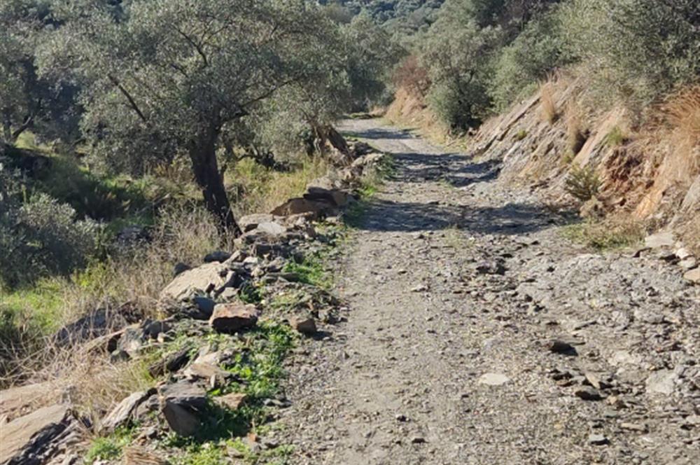 MUĞLA MİLAS BAFA'DA MANZARASI GÜZEL KÖYE YAKIN 10.252 M2 ZEYTİNLİK