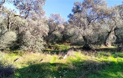 MUĞLA MİLAS BAFA'DA MANZARASI GÜZEL KÖYE YAKIN 10.252 M2 ZEYTİNLİK