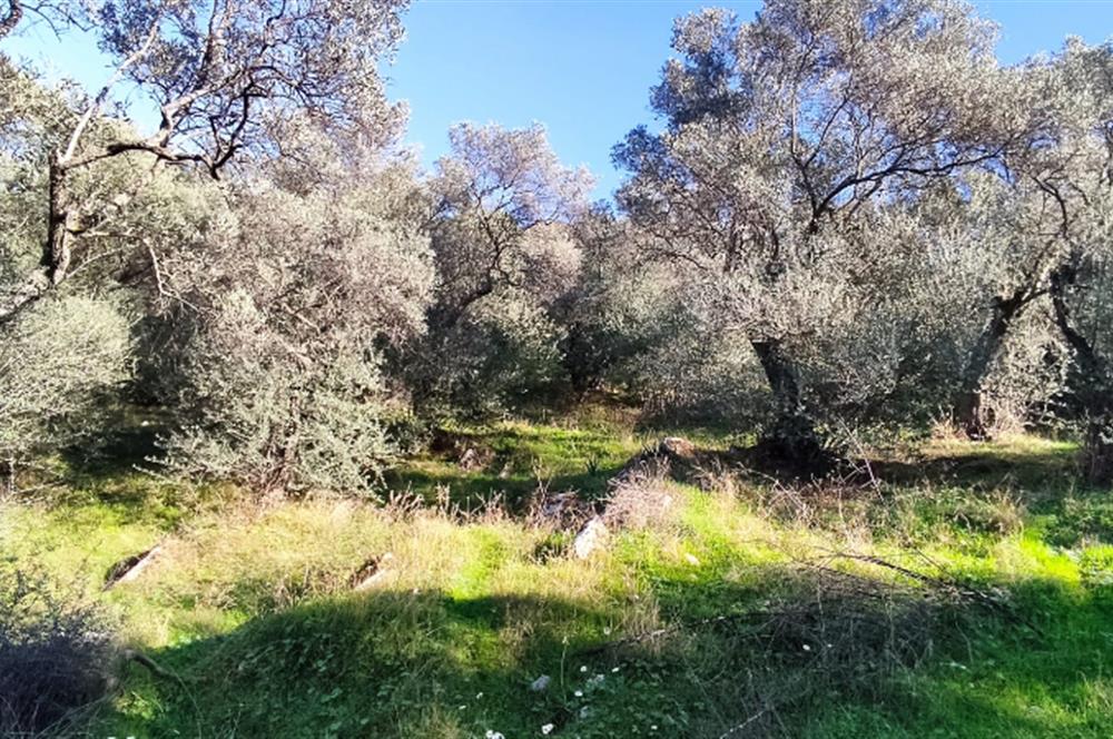 MUĞLA MİLAS BAFA'DA MANZARASI GÜZEL KÖYE YAKIN 10.252 M2 ZEYTİNLİK
