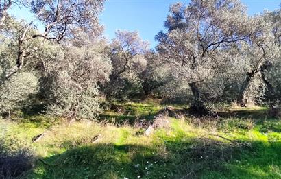 MUĞLA MİLAS BAFA'DA MANZARASI GÜZEL KÖYE YAKIN 10.252 M2 ZEYTİNLİK