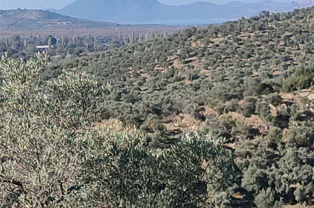 MUĞLA MİLAS BAFA'DA MANZARASI GÜZEL KÖYE YAKIN 10.252 M2 ZEYTİNLİK