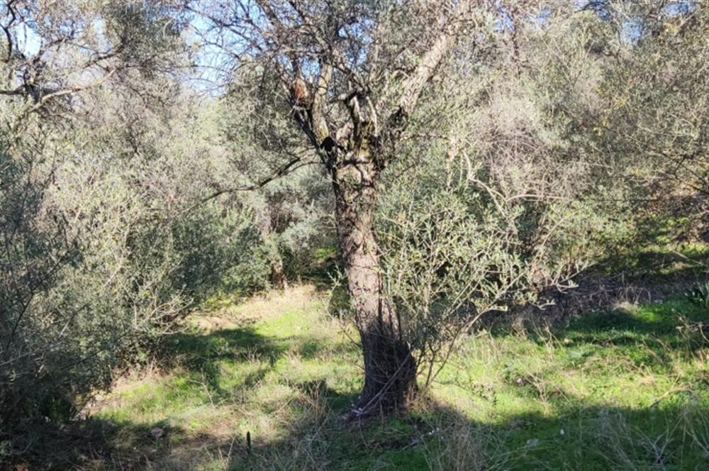 MUĞLA MİLAS BAFA'DA MANZARASI GÜZEL KÖYE YAKIN 10.252 M2 ZEYTİNLİK